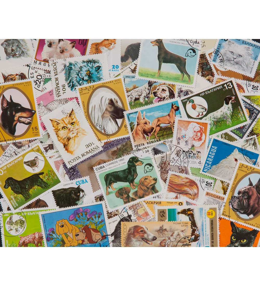 1000 Hunde/Katzen