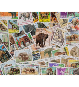   50 Elefanten