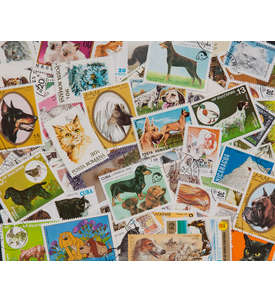  100 Hunde/Katzen